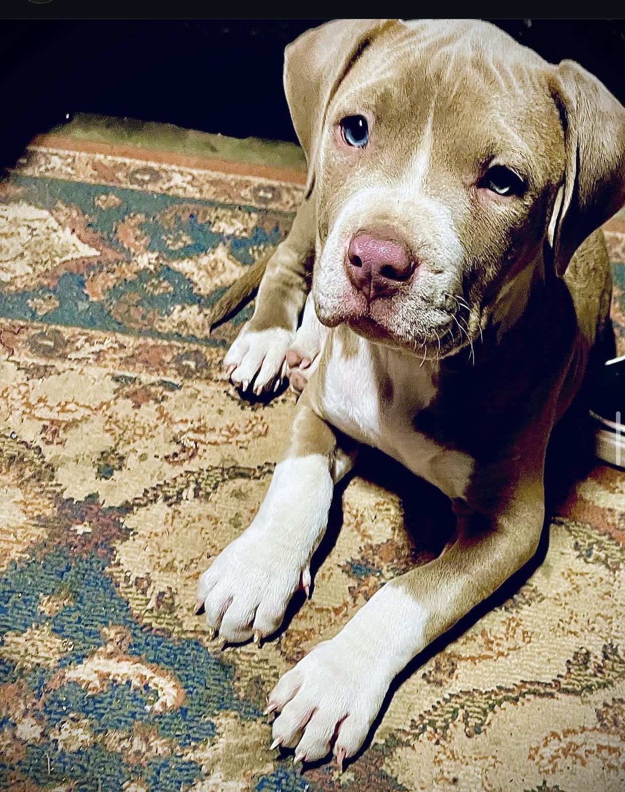 Blue Eye — Nashville, Tennessee