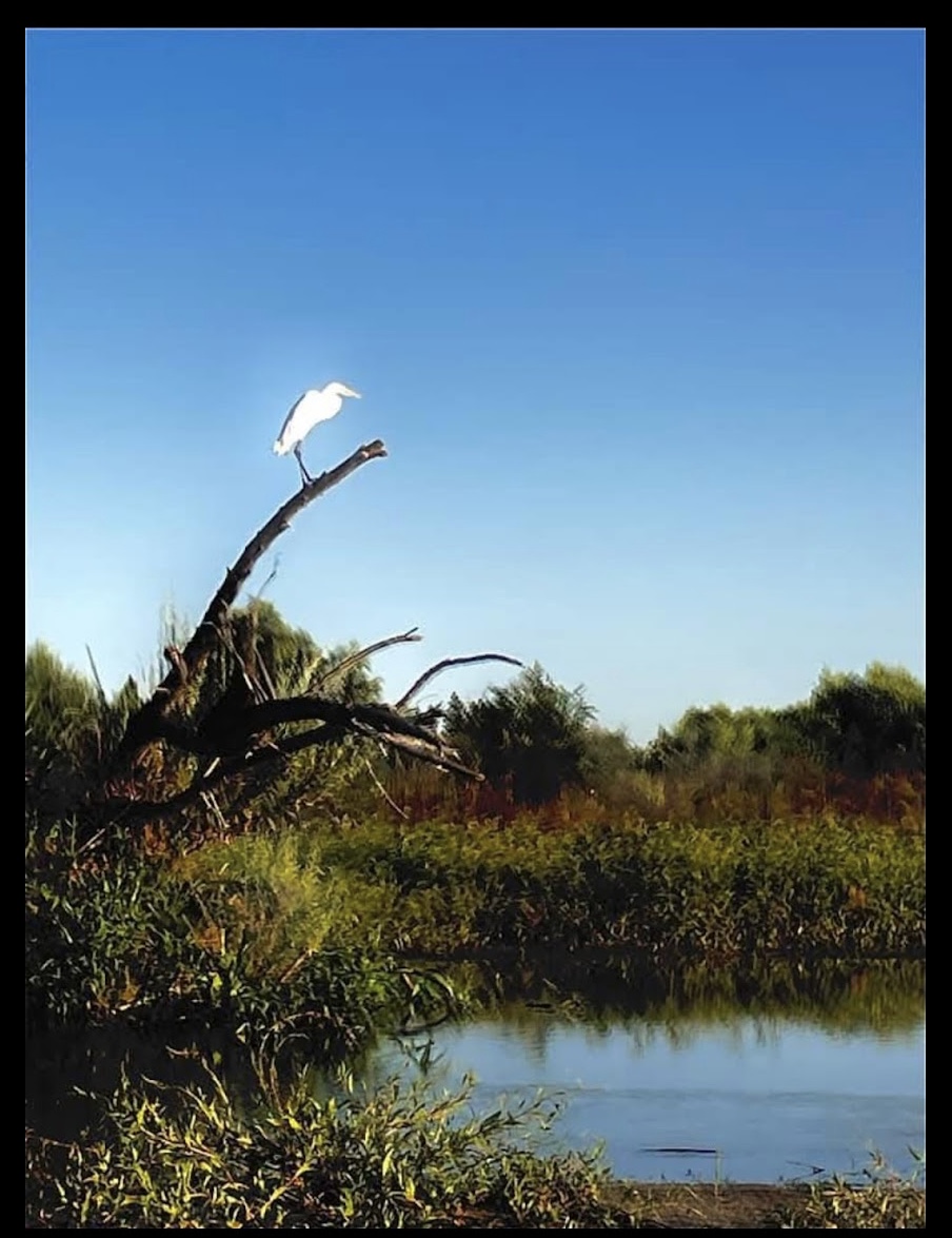 Egret on the Snag — Nashville, Tennessee