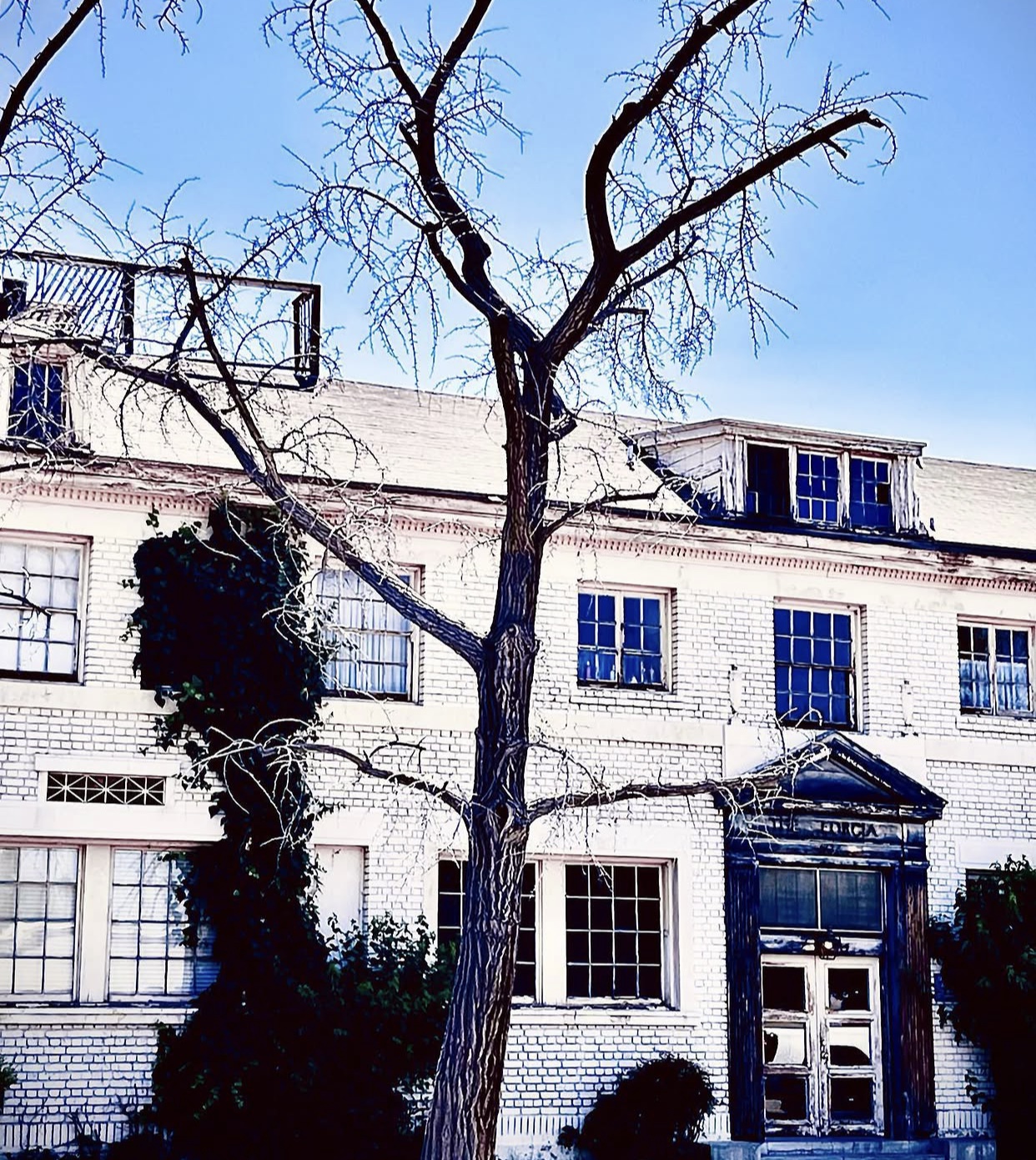 Winter Branches — Nashville, Tennessee